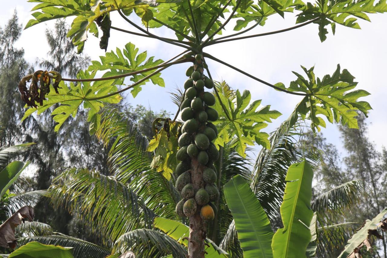 Paradise Eco Village Pahoa Экстерьер фото